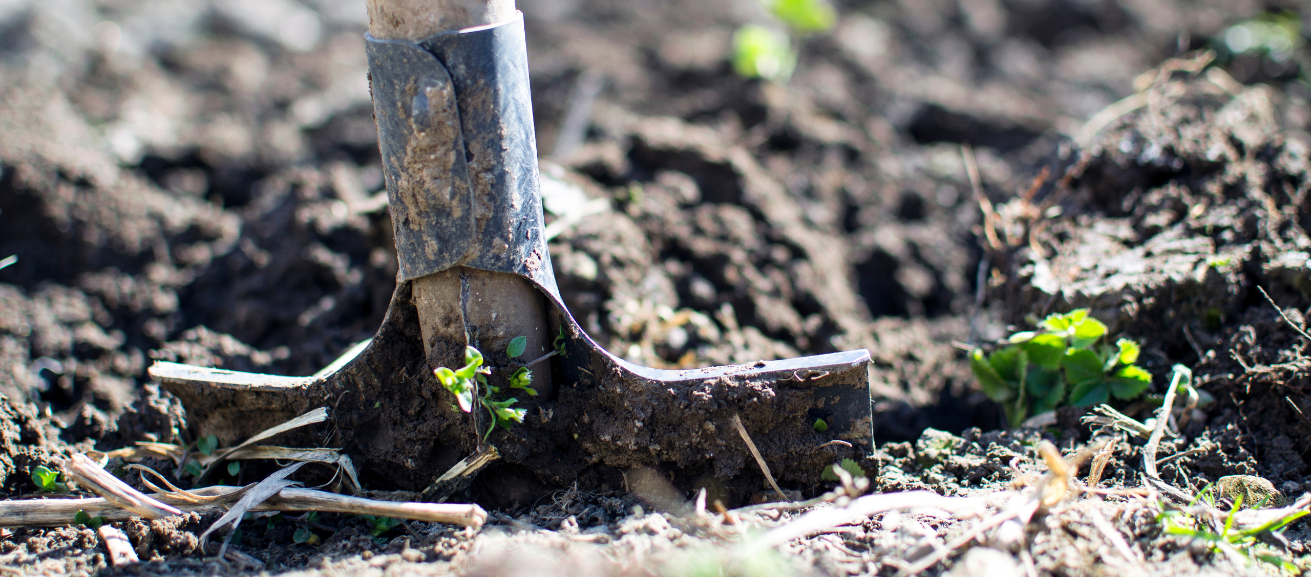 Organic agriculture is a sustainable alternative for developing economies