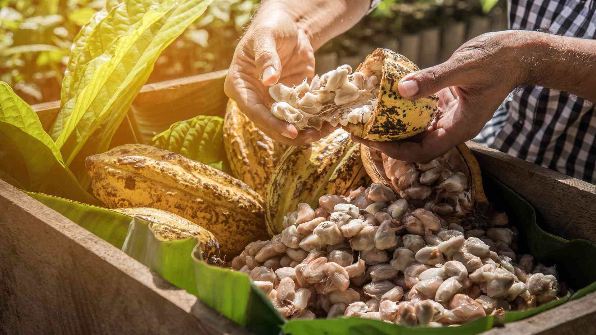 World Cocoa Foundation