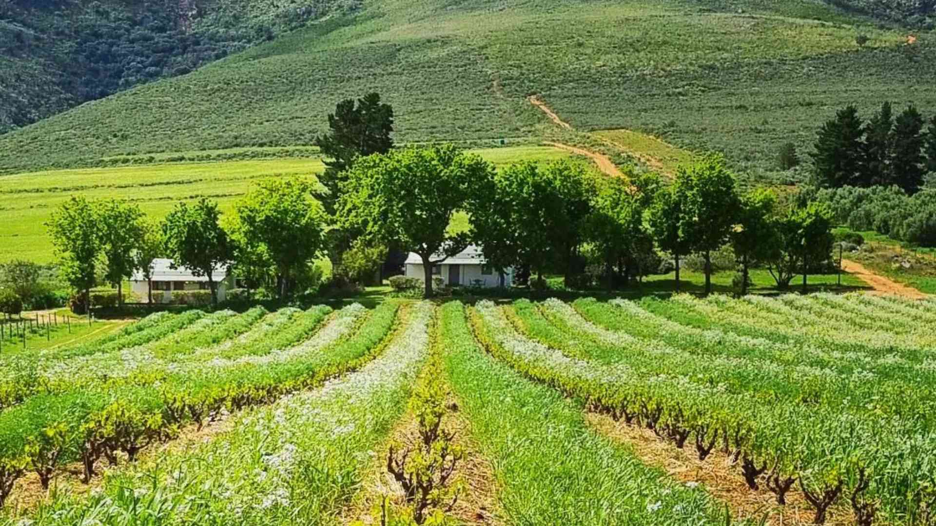 Mullineux Wines Swartberg